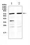 Male Germ Cell Associated Kinase antibody, A00407-1, Boster Biological Technology, Western Blot image 