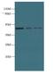 MRPS31 antibody, LS-C378704, Lifespan Biosciences, Western Blot image 