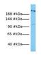 Myosin Heavy Chain 1 antibody, GTX47052, GeneTex, Western Blot image 