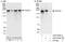 THO Complex 2 antibody, A303-629A, Bethyl Labs, Immunoprecipitation image 