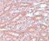 Ectodermal-Neural Cortex 1 antibody, NBP1-77146, Novus Biologicals, Immunohistochemistry frozen image 