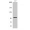 AP2 Associated Kinase 1 antibody, LS-C381842, Lifespan Biosciences, Western Blot image 