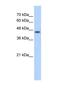 Protein O-Fucosyltransferase 2 antibody, NBP1-58053, Novus Biologicals, Western Blot image 