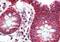 Translocator protein antibody, orb19299, Biorbyt, Immunohistochemistry paraffin image 