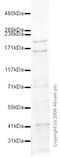 Trichohyalin antibody, ab58755, Abcam, Western Blot image 