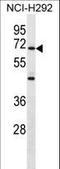 Zinc Finger Protein 568 antibody, LS-C157475, Lifespan Biosciences, Western Blot image 