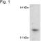 Cytochrome P450 Family 1 Subfamily A Member 1 antibody, NB300-608, Novus Biologicals, Western Blot image 