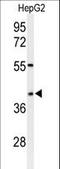 WD Repeat Domain 82 antibody, LS-C160606, Lifespan Biosciences, Western Blot image 