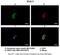 Dynein Axonemal Light Intermediate Chain 1 antibody, PA5-44079, Invitrogen Antibodies, Immunohistochemistry paraffin image 