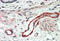 Thrombospondin 3 antibody, MBS422053, MyBioSource, Immunohistochemistry paraffin image 