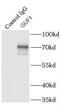 GUF1 Homolog, GTPase antibody, FNab03730, FineTest, Immunoprecipitation image 