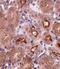 OTU Deubiquitinase 5 antibody, PA5-20611, Invitrogen Antibodies, Immunohistochemistry paraffin image 