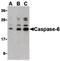 Caspase 6 antibody, PA5-20117, Invitrogen Antibodies, Western Blot image 