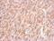 Cytochrome C Oxidase Subunit 4I1 antibody, GTX628886, GeneTex, Immunohistochemistry paraffin image 
