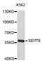 Septin 8 antibody, STJ25479, St John