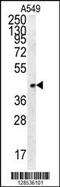 Frp antibody, MBS9202739, MyBioSource, Western Blot image 