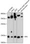 Riboflavin kinase antibody, 23-803, ProSci, Western Blot image 