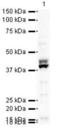 BUB3 Mitotic Checkpoint Protein antibody, PA5-19425, Invitrogen Antibodies, Western Blot image 