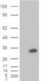 Pancreatic And Duodenal Homeobox 1 antibody, ADI-905-857-100, Enzo Life Sciences, Western Blot image 