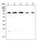 Mitogen-Activated Protein Kinase Kinase Kinase 7 antibody, PB10006, Boster Biological Technology, Western Blot image 