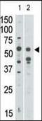 Sialic Acid Binding Ig Like Lectin 7 antibody, orb95496, Biorbyt, Western Blot image 