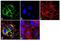 Contactin-6 antibody, MA1-2010, Invitrogen Antibodies, Immunofluorescence image 