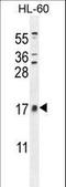 Cornichon Family AMPA Receptor Auxiliary Protein 2 antibody, LS-C168879, Lifespan Biosciences, Western Blot image 