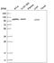 ADAM Metallopeptidase With Thrombospondin Type 1 Motif 9 antibody, HPA028601, Atlas Antibodies, Western Blot image 