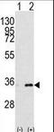 Prohibitin 2 antibody, LS-B4780, Lifespan Biosciences, Western Blot image 