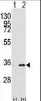 Prohibitin 2 antibody, LS-B4780, Lifespan Biosciences, Western Blot image 