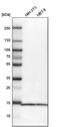 Small Nuclear Ribonucleoprotein D3 Polypeptide antibody, PA5-51524, Invitrogen Antibodies, Western Blot image 