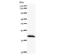 Calcium And Integrin Binding Family Member 2 antibody, LS-C342351, Lifespan Biosciences, Western Blot image 