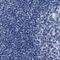 Kelch Like Family Member 41 antibody, PA5-54339, Invitrogen Antibodies, Immunohistochemistry paraffin image 