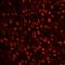 Spliceosome Associated Factor 3, U4/U6 Recycling Protein antibody, IHC-00294, Bethyl Labs, Immunofluorescence image 