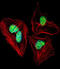Nuclear Factor I A antibody, abx027822, Abbexa, Immunofluorescence image 