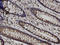 Tubulin antibody, LS-C134129, Lifespan Biosciences, Immunohistochemistry paraffin image 