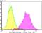 Syntrophin Alpha 1 antibody, NBP2-76874, Novus Biologicals, Flow Cytometry image 