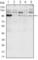 Ire1-alpha antibody, abx011884, Abbexa, Western Blot image 