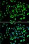 Nas7 antibody, LS-C747583, Lifespan Biosciences, Immunofluorescence image 