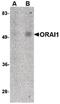 ORAI Calcium Release-Activated Calcium Modulator 1 antibody, MA5-15777, Invitrogen Antibodies, Western Blot image 