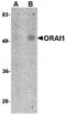 Calcium release-activated calcium channel protein 1 antibody, MA5-15777, Invitrogen Antibodies, Western Blot image 