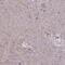 Retinol Binding Protein 5 antibody, PA5-58515, Invitrogen Antibodies, Immunohistochemistry frozen image 