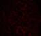 Lysosomal Associated Membrane Protein 1 antibody, 3629, ProSci, Immunofluorescence image 