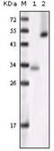 Glycogen Synthase Kinase 3 Alpha antibody, NB110-87049, Novus Biologicals, Western Blot image 