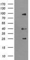 Ubiquitin Specific Peptidase 16 antibody, NBP2-46305, Novus Biologicals, Western Blot image 