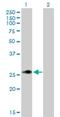 MAX Dimerization Protein MLX antibody, H00006945-B02P, Novus Biologicals, Western Blot image 