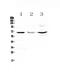 CD5 Molecule antibody, PA5-78989, Invitrogen Antibodies, Western Blot image 