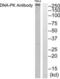 Protein Kinase, DNA-Activated, Catalytic Subunit antibody, LS-B6857, Lifespan Biosciences, Western Blot image 
