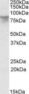 Alpha-albumin antibody, EB09538, Everest Biotech, Western Blot image 