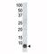 FXYD Domain Containing Ion Transport Regulator 1 antibody, F40194-0.4ML, NSJ Bioreagents, Western Blot image 